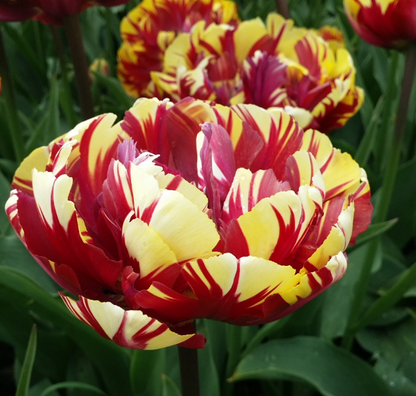 El Cid Double Peony Tulip Bulbs