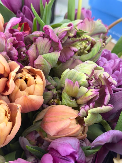 Pistache Peony Tulip bulbs