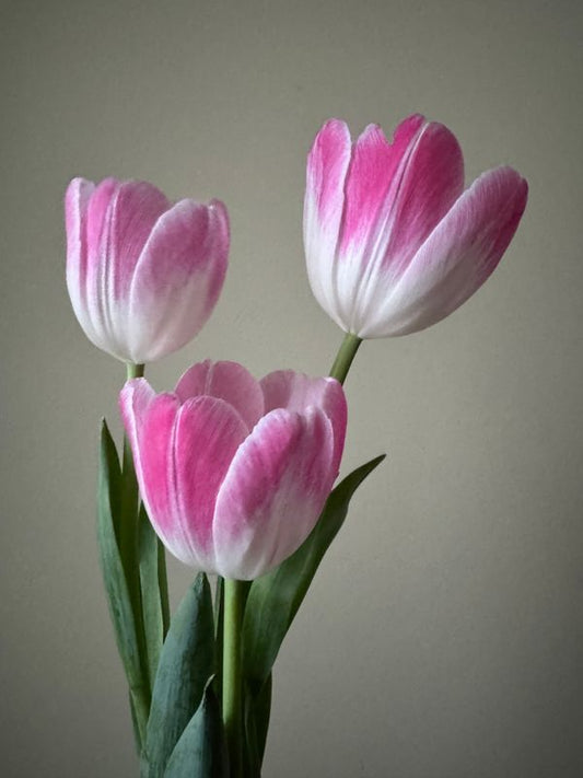 Florence Tulip Bulbs *prechilled only*