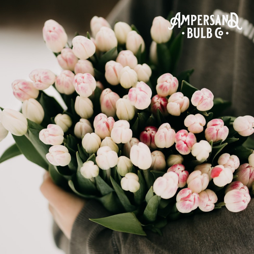Florence Tulip Bulbs *prechilled only*