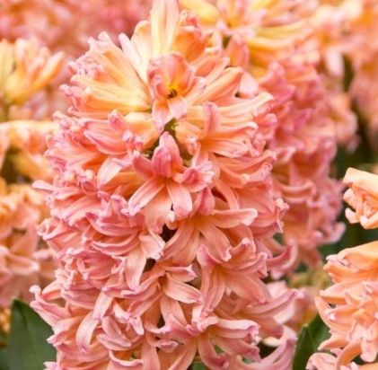 Gipsy Queen Hyacinth Bulbs