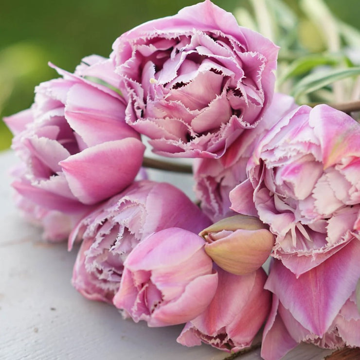 Great Barrier Reef Fringed Peony Tulip Bulbs