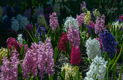 BULB ON MIXED Hyacinth