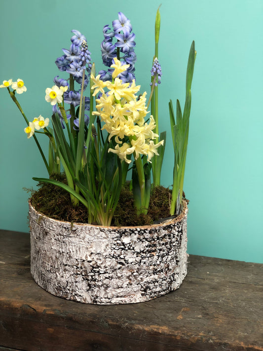 Spring Breeze Tabletop bulb garden DELIVERY LOCAL ONLY