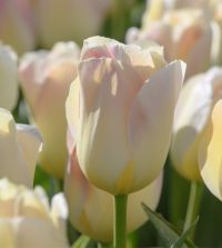 Jade Maiden Single Bloom Tulip Bulbs