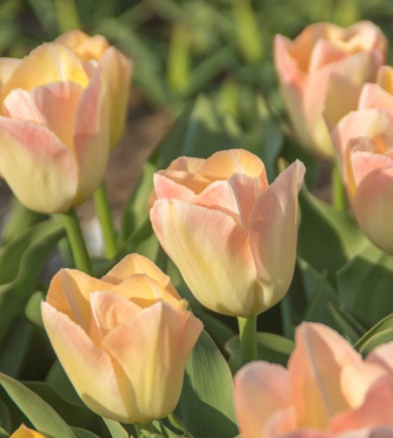 Jade Maiden Single Bloom Tulip Bulbs