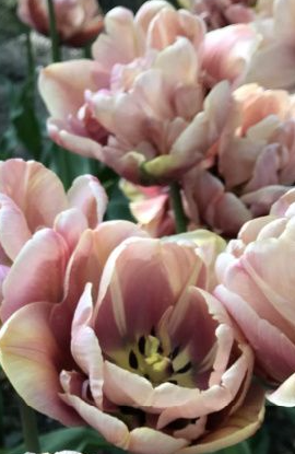 La Belle Epoque Peony Tulip Bulbs bulk savings available
