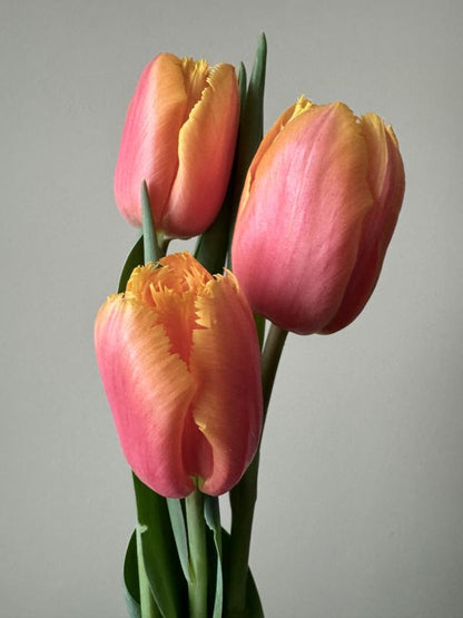 Lambada Fringed Tulip Bulbs