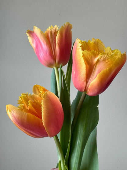 Lambada Fringed Tulip Bulbs