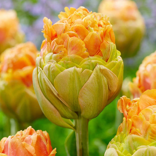 Le Lavandou Peony Tulip bulbs