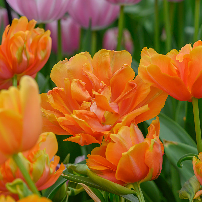 Le Lavandou Peony Tulip bulbs