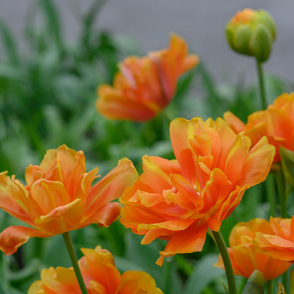 Le Lavandou Peony Tulip bulbs