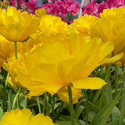 Limousine Double Peony Tulip Bulbs