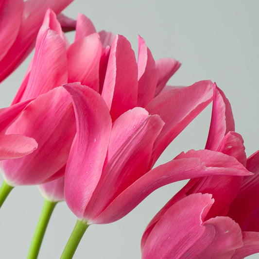 Mariette Lily Flowering Tulip