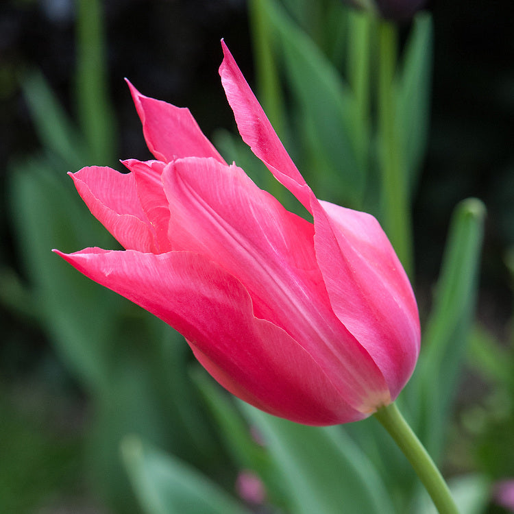 Mariette Lily Flowering Tulip