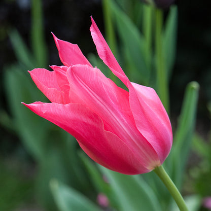 Mariette Lily Flowering Tulip