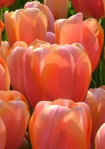 Menton Tulip Bulbs