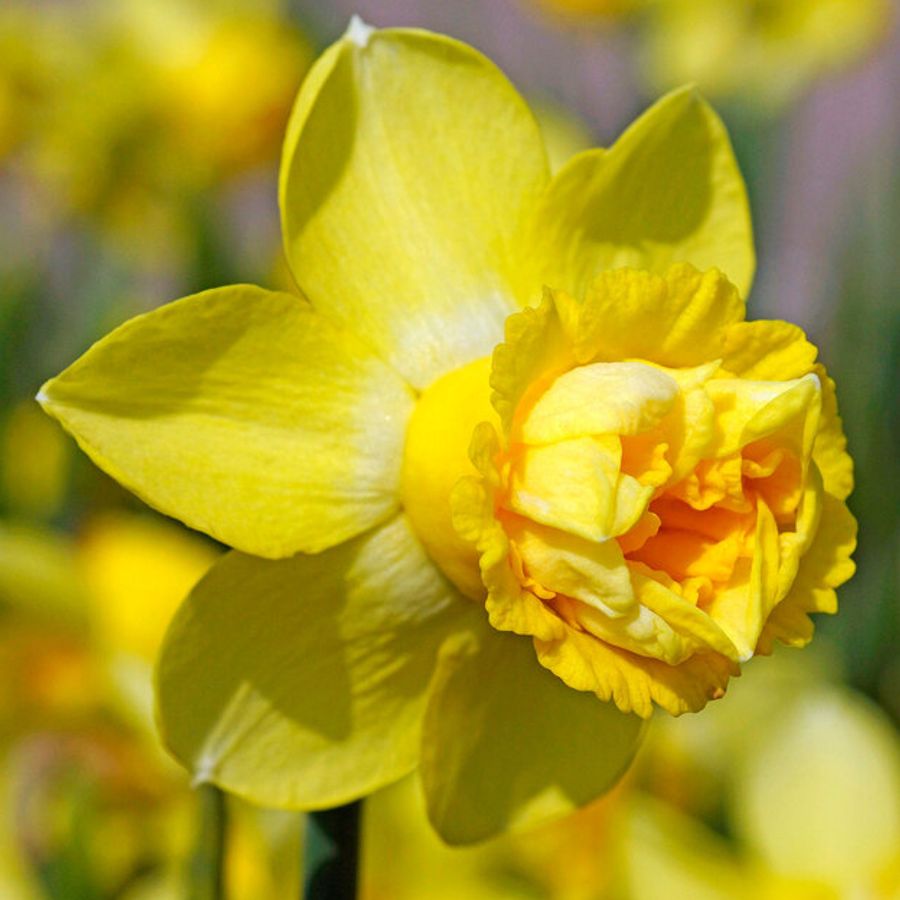Milena Daffodil Bulbs
