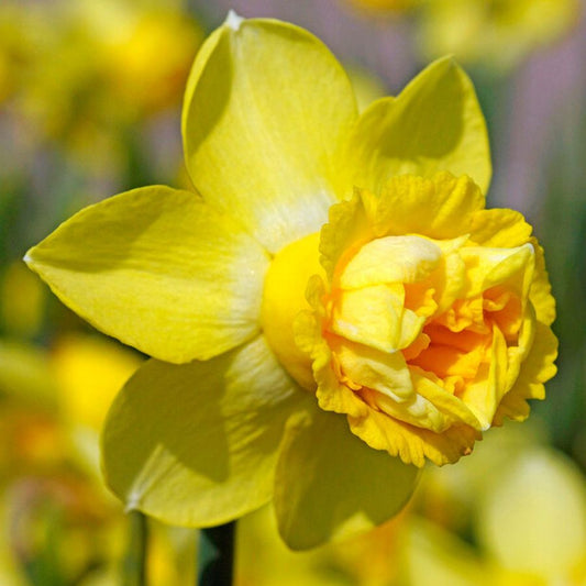 Milena Daffodil Bulbs