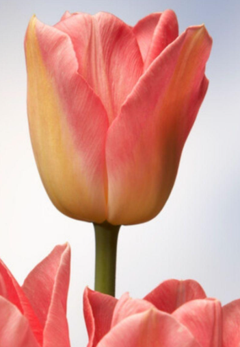 Pink Jimmy Tulip Bulbs