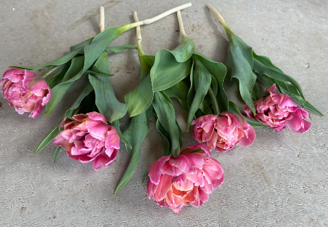Pink Star Peony Tulip Bulbs bulk savings available