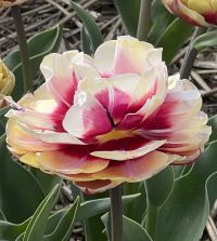 Pistache Peony Tulip bulbs