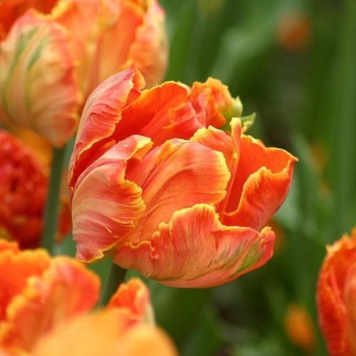 Professor Rontgen Parrot Tulip Bulbs