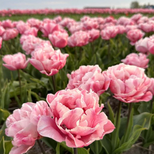 Quinty Trustful Tulip Bulbs *prechilled only*