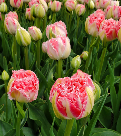 Ranomi Fringed Tulip Bulbs