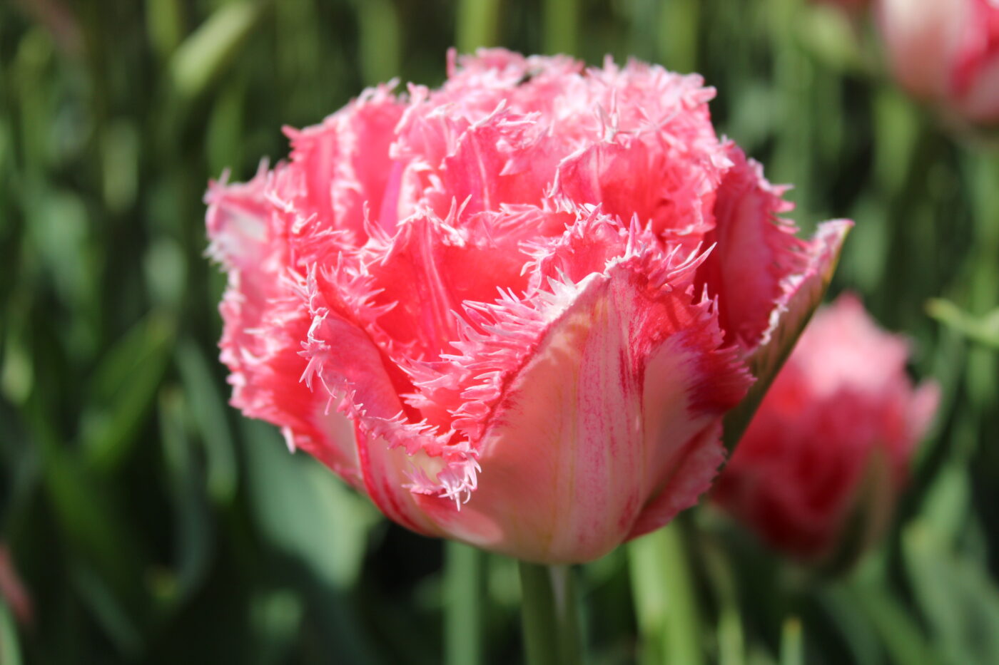Ranomi Fringed Tulip Bulbs