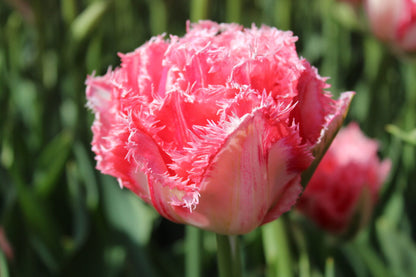 Ranomi Fringed Tulip Bulbs