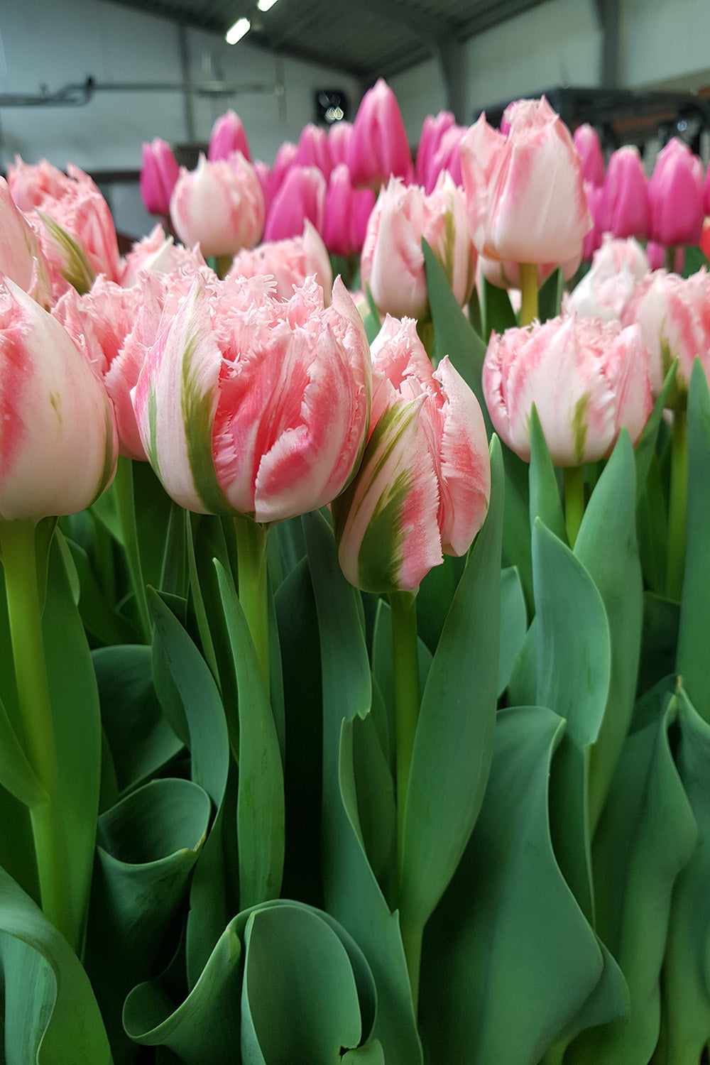Ranomi Fringed Tulip Bulbs