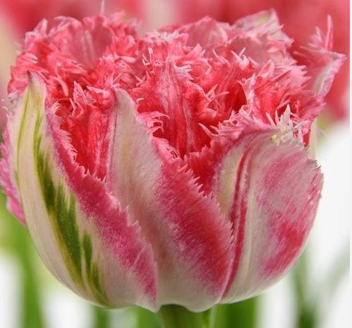 Ranomi Fringed Tulip Bulbs