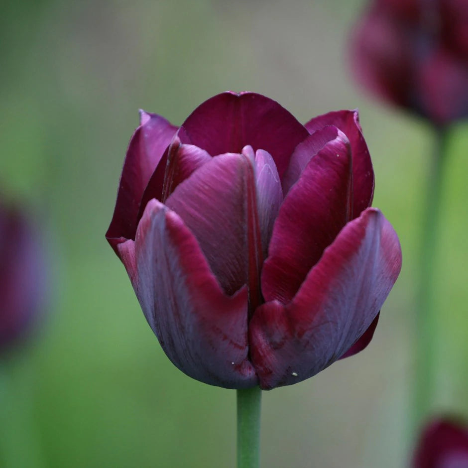 Ronaldo Tulip Bulbs