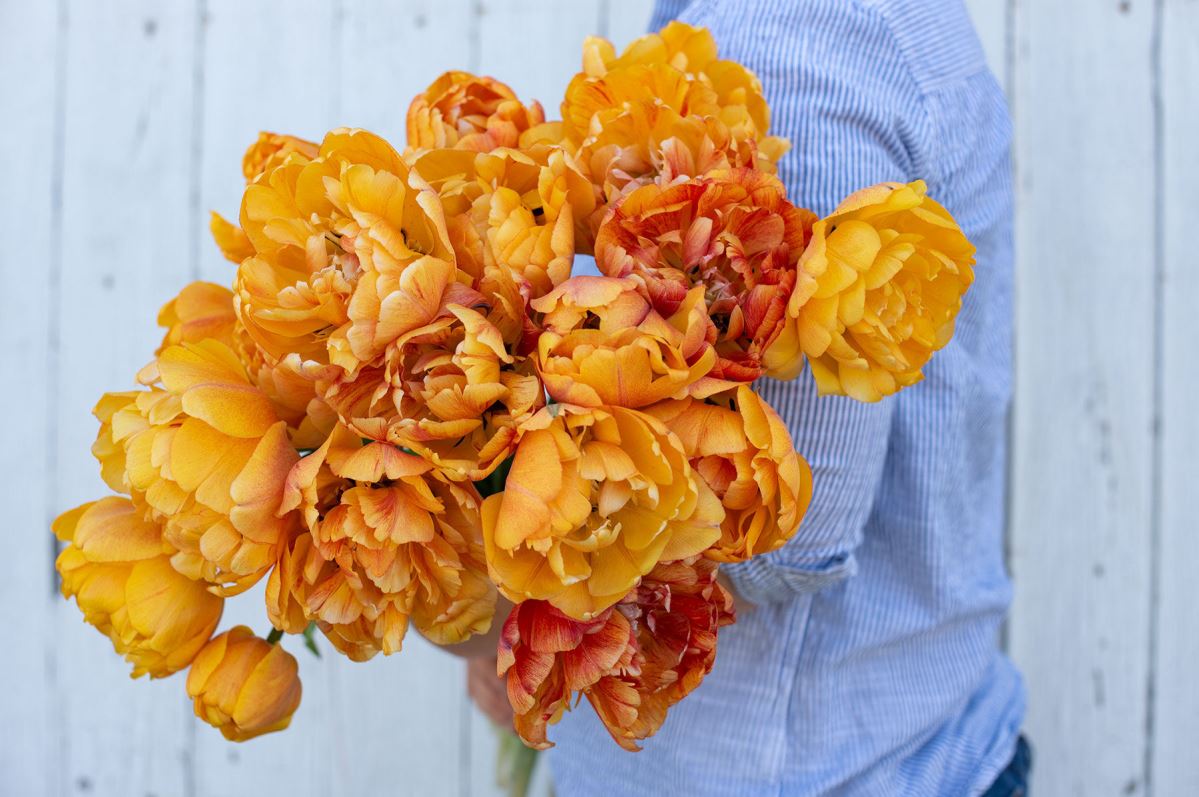 Sunlover Double Peony Tulip Bulbs