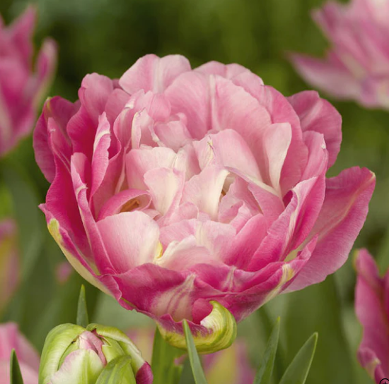 Sweet Desire Peony Tulip Bulbs
