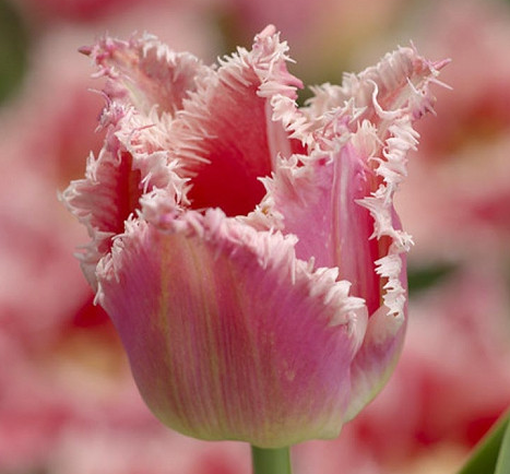 Bell Song Fringed Tulip Bulbs