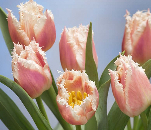 Bell Song Fringed Tulip Bulbs