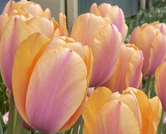 Blushing Impression Tulip Bulbs