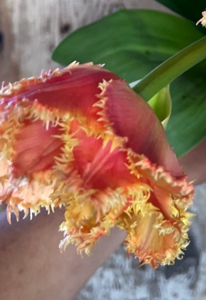Brisbane Fringed Peony Tulip Bulbs