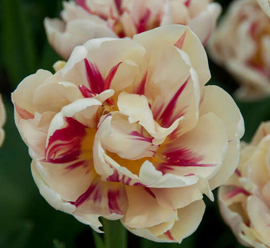 Flaming Margarita Peony Tulip Bulbs bulk savings available