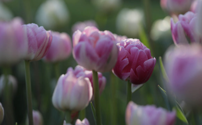 Vogue Peony Tulip Bulbs bulk savings available