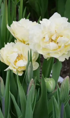 Piste Peony Tulip Bulbs bulk savings available