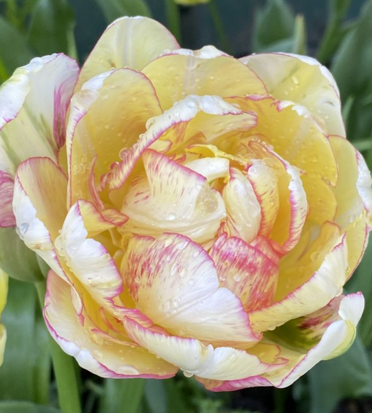 Double Shake Peony Tulip Bulbs