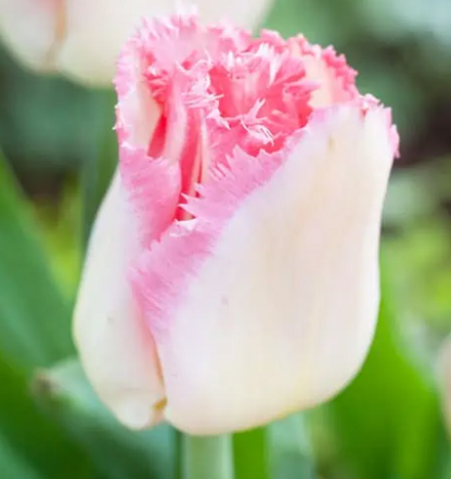 Lingerie Fringed Tulip Bulbs