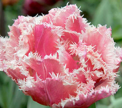 Queensland Fringed Tulip Bulbs