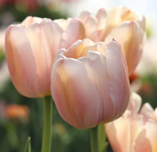 Apricot Pride Tulip Bulbs