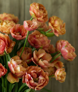 Copper Image Peony Tulip Bulbs bulk savings available