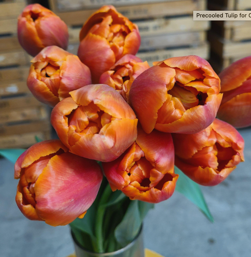 Icoon Peony Tulip Bulbs