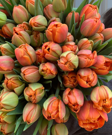 Icoon Peony Tulip Bulbs